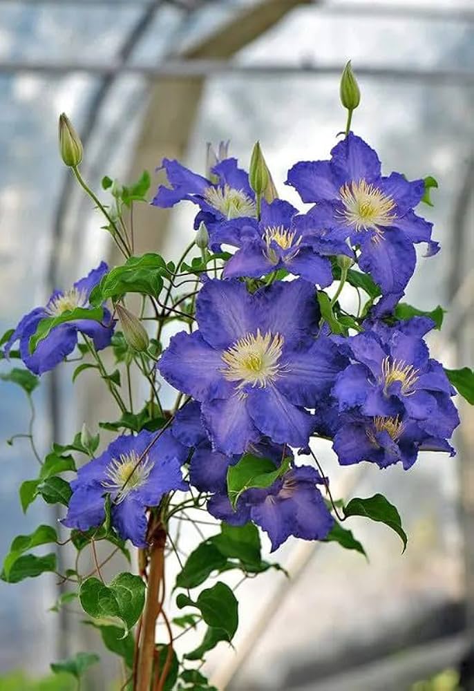 Clematis (flower Clematis spp. blue variety) for planting in garden